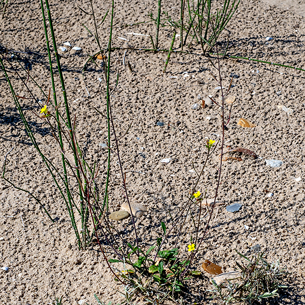 Annual wallrocket produces erect, moderately hairy stems 8-20" tall arising from a whorl of basal leaves; each basal leaf is 1-3.5" long and 3/8-1.5" across, elliptical to egg-shaped, pinnatifid with 2-4 lobes on each side. The stem leaves are rare, sessile or have short petioles, either smooth or dentate margins, and multiple lobes like the basal leaves but shallower. The flowers occur on the tips of the stems. Annual wallrocket prefers disturbed habitats. It was introduced accidentally from Europe in the 1900's.
