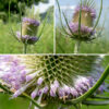 Wild teasel produces one or more flowering stalks 2.5-6' tall, reddish- or pale green, with longitudinal ridges and scattered white prickles. The flowerhead is up to 4" tall and 1.5" across, initially egg-shaped but elongating as it matures. At the base of the flowerhead are narrow, prickly, sharply-pointed bracts up to 6" long that arch up to surround the flowerhead. Individual flowers are packed around the flowerhead like cells in a honeycomb, each flower with a 3/4" long bract that tapers to a sharp point. Individual flowers are white along most of their length, tubular, about 1/2" long, flaring out to four pale purple or lavender lobes; four stamens with white filaments and purple to lavender anthers and a single white style all protrude well beyond the end of the tube. Flowers bloom initially about halfway up the flowerhead but, later, rings of blooms develop at the base and apex of the flowerhead. Cut-leaved teasel was introduced to North America in the 18th century; the spiky flowerheads were used to comb wool and to raise the nap of (aka, "full") fabric. (Thus the species name, fullonum.) I've only seen this plant once in Jackson Park, but hope it returns (but not in excessive numbers).