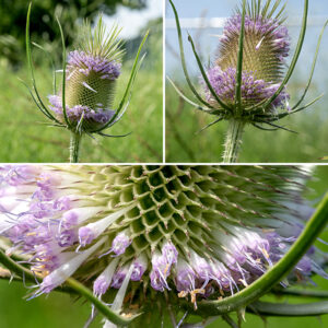 Wild teasel produces one or more flowering stalks 2.5-6' tall, reddish- or pale green, with longitudinal ridges and scattered white prickles. The flowerhead is up to 4" tall and 1.5" across, initially egg-shaped but elongating as it matures. At the base of the flowerhead are narrow, prickly, sharply-pointed bracts up to 6" long that arch up to surround the flowerhead. Individual flowers are packed around the flowerhead like cells in a honeycomb, each flower with a 3/4" long bract that tapers to a sharp point. Individual flowers are white along most of their length, tubular, about 1/2" long, flaring out to four pale purple or lavender lobes; four stamens with white filaments and purple to lavender anthers and a single white style all protrude well beyond the end of the tube. Flowers bloom initially about halfway up the flowerhead but, later, rings of blooms develop at the base and apex of the flowerhead. Cut-leaved teasel was introduced to North America in the 18th century; the spiky flowerheads were used to comb wool and to raise the nap of (aka, "full") fabric. (Thus the species name, fullonum.) I've only seen this plant once in Jackson Park, but hope it returns (but not in excessive numbers).