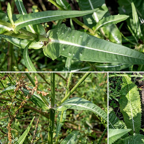 Wild teasel is a biennial — in its first year it consists simply of a whorl of unlobed, leaves about two feet in diameter while, in its second year, it produces one or more flowering stalks 2.5-6' tall, reddish- or pale green, with longitudinal ridges and scattered white prickles. The basal leaves are up to 12" long and 3" across; in the first year, the margins of the leaves are coarsely toothed and the surface of the blade is puckered while, in second-year leaves, the basal leaf margins have regular, rounded, symmetrical teeth and wavy margins (as here). The stem leaves are opposite, also 12" long and 3" across with smooth, prickly, or irregularly-toothed margins; the upper surface has a pale central vein which, on the underside, bears stout prickles. Stem leaves are sessile near the base of the stem but increasingly clasp the stem higher up. Cut-leaved teasel was introduced to North America in the 18th century; the spiky flowerheads were used to comb wool and to raise the nap of (aka, "full") fabric. (Thus the species name, fullonum.) I've only seen this plant once in Jackson Park, but hope it returns (but not in excessive numbers).