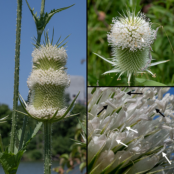 Cut-leaved teasel behive-shaped flowerheads are 2-4" long and 1.5" across, spiky in every aspect. At the base of the flowerhead are 2-4" long, narrow bracts with sharp points that protrude radially. (These bracts in wild teasel, Dipsacus fullonum, arch up around the flowerhead.) Individual flowers are packed around the flowerhead like cells in a honeycomb, each flower with a 3/4" long bract that tapers to a sharp point.  Individual flower are white, tubular, about 1/2" long, flaring out to four lobes; four stamens with white anthers protrude from the tube well beyond its end and there is a single style with a stigma positioned laterally at the style tip. Flowers bloom in a circle progressively from the base of the flowerhead to its tip.