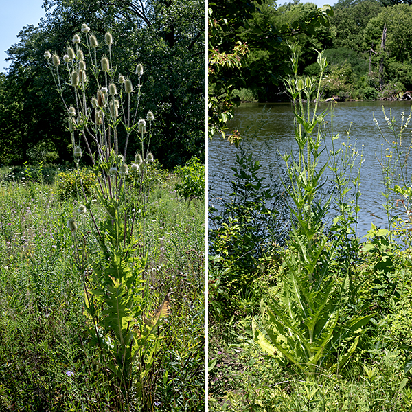 Cut-leaved teasel is a biennial — in its first year it consists simply of a whorl of unlobed leaves 12-32" across while, in its second year, it produces one or more flowering stalks 2-6' tall bearing alien-looking inflorescences. Cut-leaved teasel was introduced to North America in the 18th century; the spiky flowerheads were used to comb wool and to raise the nap of fabric.