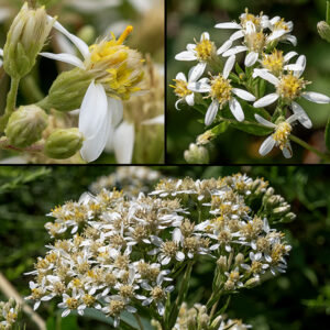 Flat-topped aster produces stems that are 2-5' tall and unbranched except at the inflorescence, a flat-topped cluster of small (1/2"-3/4") white flowers with few (2-15) broad but sparse ray florets ("petals"). The disc florets are initially yellow but become cream-colored with age. The branching of each stem produces a flat-topped panicle of flowerheads that is 3-12" across. Individual flowerheads are small (1/2-3/4" across) with 5-12 white ray florets around 12-25 yellow disc florets (but these may fade to a yellowish-tan color as the disc florets age). The base of each flowerhead is surrounded by appressed, oblong bracts ("phyllaries") in 2-4 layers ("series").