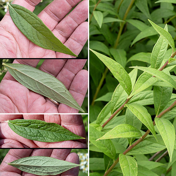 Flat-topped aster leaves are alternate all along the stems and, except for the lowest on the stem, 3-5" long, 1/2-1" across, lance-shaped, sessile or with short petioles, pointed at both ends, with short hairs all around the margins. The leaves fold upward around the midvein. The upper surface of the leaf is dark green, the underside is much paler.