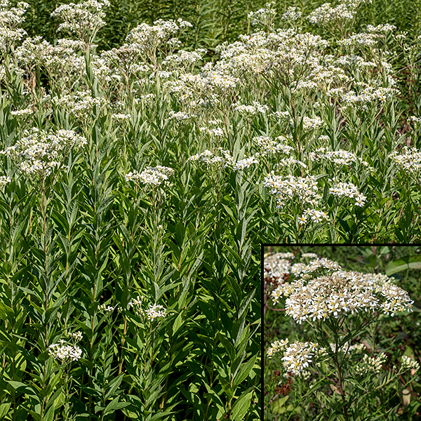 Flat-topped aster produces stems that are 2-5' tall and unbranched except at the inflorescence. Flat-topped aster prefers wet, sandy soils.