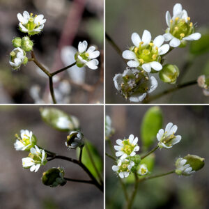Whitlow-grass flowers are tiny (1/8" across) with four green or purplish, hairy sepals half as long as the petals,  four white, deeply-cleft (bifid) petals, six stamens with yellow anthers, and a single green pistil. The fruit is a flattened, oblong seedpod, approximately twice as long as wide, <3/8" long, attached to the remnants of the flower pedicels; each seedpod contains ~40 seeds.