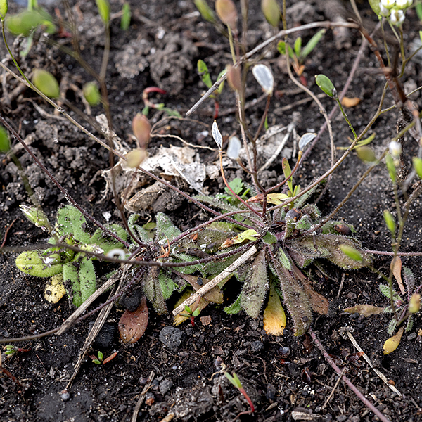 Whitlow-grass leaves are 1" long and 1/4" wide, thick, hairy, and dimpled; they are restricted to a basal rosette.