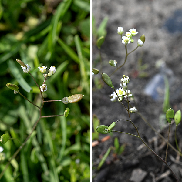 Whitlow-grass is another tiny, weedy plant, this one originally native to Britian and Central Europe; whitlow-grass (which is not a grass) is now naturalized in the U.S. (and many other places) and is one of the plants that blooms early in the spring. The flower stalks are 1-5" tall, leafless and hairless, green to purplish, with a cluster of 4-20 flowers on short pedicels at its tip. The fruit is a flattened, oblong seedpod, approximately twice as long as wide,