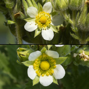 Prairie cinquefoil (aka, tall cinquefoil) flowers are about 3/4" across and have white to cream-colored petals, narrowest at the base; the sepals are light green and as long or longer than petals, tapering to a sharp tip; about 20 bright golden-yellow stamens and anthers; and the pistils in the center of the flower also bright golden-yellow. Prairie cinquefoil and sulfur cinquefoil are easy to confuse, but flowers of prairie cinquefoil are cream colored, not yellow and the leaves are pinnately compound, not and palmate.