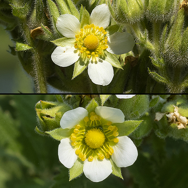 Prairie cinquefoil (aka, tall cinquefoil) flowers are about 3/4" across and have white to cream-colored petals, narrowest at the base; the sepals are light green and as long or longer than petals, tapering to a sharp tip; about 20 bright golden-yellow stamens and anthers; and the pistils in the center of the flower also bright golden-yellow. Prairie cinquefoil and sulfur cinquefoil are easy to confuse, but flowers of prairie cinquefoil are cream colored, not yellow and the leaves are pinnately compound, not and palmate.