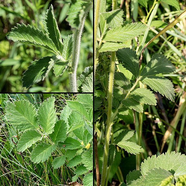Prairie cinquefoil stems are round in section and covered with a coat of long, spreading white hairs and often sticky from the presence of glandular hairs. The leaves are pinnately compound — 7-11 coarsely-serrated leaflets on the basal leaves, less than seven leaflets on the (less common) stem leaves (which are alternate on the stem). In both cases, the leaflets are up to 3" long and 2" across with the leaflet at the tip of the compound leaf the largest. In all cases, the leaflets are coarsely serrated, oblong with blunt tips, and whitish-green; basal leaves are on long stalks, stem leaves have little or no stalk.