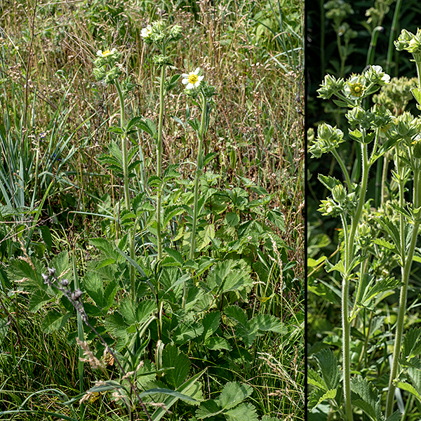 Prairie cinquefoil (aka, tall cinquefoil) has stems about 3' tall, unbranched except near the very top. The stems are round in section and covered with a coat of long, spreading white hairs and often sticky from the presence of glandular hairs. This is the only Drymocallis species found east of the Rocky Mountains.
