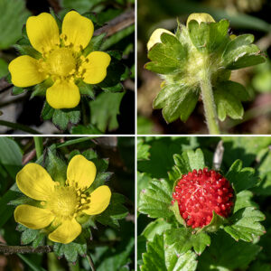 Mock strawberry (aka, Indian strawberry) flowers are borne on a single flower stalk. Flowers are 1/2-3/4" across with five sharply-pointed, triangular green sepals as long as the petals and covered with long hairs on their outer surfaces; five bright-yellow petals wider at the tip than the base; 15-25 stamens with bright yellow anthers; and a central yellow receptacle with numerous pistils covering its surface.  Just below the sepals are five small bracts (leaves), each with three pointed lobes at its tip; these persist and are present below the sepals on the fruit. The fruit is a bright-red expanded receptacle ~1/2" in diameter, globose or ovoid, that is nestled in the sepals; bright red seeds project from the fruit's surface like pointed bumps. The fruit is edible but tasteless. The word "Indian" in the common name refers to the country "India" rather than Native Americans; "Indian" strawberry was introduced from Asia. The five small bracts (leaves) just below the sepals in mock strawberry, each with three pointed lobes at its tip, are present in both the flowers and the berries and are a diagnostic character of mock strawberry.