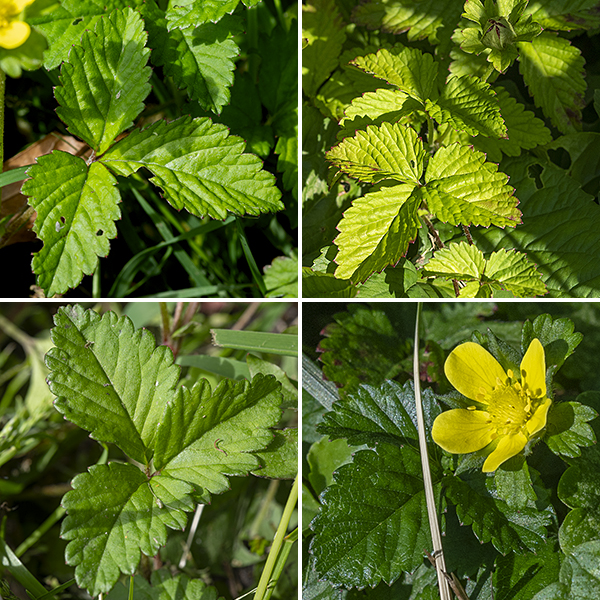 Mock strawberry has trifoliate, palmately-compound leaves. Leaflets are ovoid, blunt tipped, about 1.5x as long as wide, with strong pinnate veination, and coarsely serrated margins with bluntly rounded teeth.