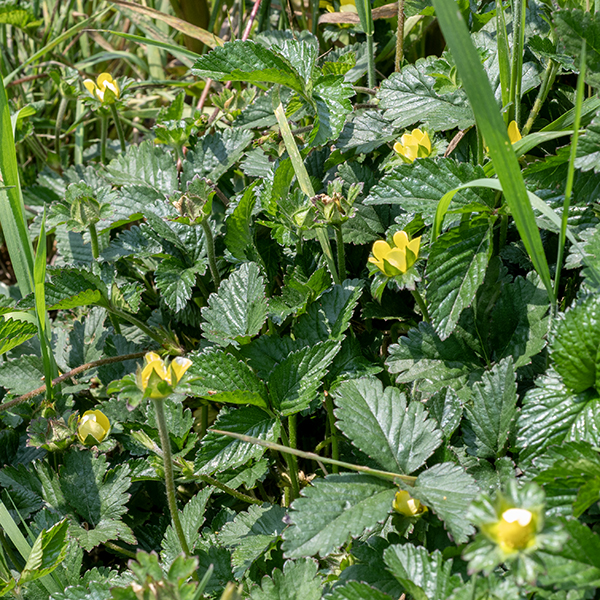 Mock strawberry (aka, Indian strawberry) is a low-growing plant with trifoliate, palmately-compound leaves. Indian strawberry resembles wild strawberry in its foliage and (superficially) fruit, but wild strawberry has white flowers, not yellow, and the fruit of wild strawberry hangs below the sepals rather than resting above the sepals as in Indian strawberry. The word "Indian" in the common name refers to the country "India" rather than Native Americans; "Indian" strawberry was introduced from Asia. This species has flowers and leaves that are superficially similar to those of common cinquefoil (Potentilla simplex). However, the leaves of common cinquefoil  have extremely sharp-edged, well defined teeth on the leaf margins (strongly resembling the edge of a hand saw), not the bluntly-tipped teeth of mock strawberry.  The five small bracts (leaves) just below the sepals in mock strawberry, each with three pointed lobes at its tip, are present in both the flowers and the berries and are a diagnostic character of mock strawberry.