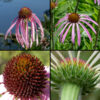 Pale purple coneflower flowerheads sit alone at the top of the stem; there are 12-20 white to pinkish-purple, slender ray florets, with 2-3 notched teeth at the tips; the ray florets initially splay laterally but droop on maturity. The central disc is domed and covered with disc florets with reddish-purple tips.
