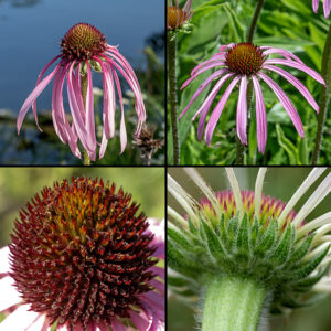 Pale purple coneflower flowerheads sit alone at the top of the stem; there are 12-20 white to pinkish-purple, slender ray florets, with 2-3 notched teeth at the tips; the ray florets initially splay laterally but droop on maturity. The central disc is domed and covered with disc florets with reddish-purple tips.