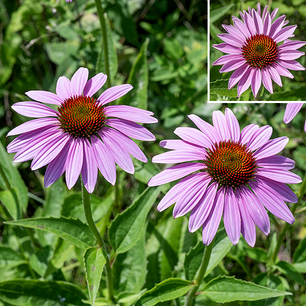 Purple coneflower flowerheads are solitary, 2.5-4" across, on the end of light green stems with purple streaks. The center of flowerhead is a flattened or (usually) peaked cone of numerous reddish-orange disc florets about 1/4" long, tubular, deep red to purplish-brown in color; stamens bear yellow pollen. The 10-20 ray florets are each 1.5-3" long and 1/4-3/4" wide, initially spreading, but droop as they mature; they are pink to purple, elongate-oval, often with three notches at the tips of the petals.