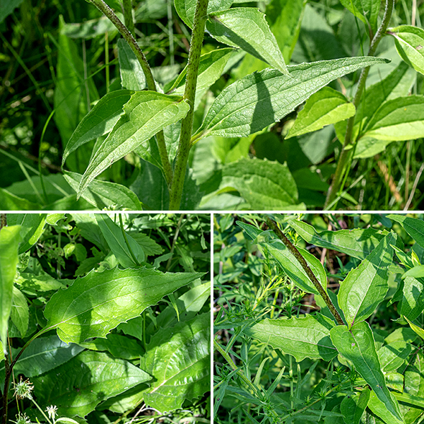 Purple coneflower leaves are lance-shaped, dark- or olive-green, up to 6' long and half as wide, usually with coarse marginal teeth and three or five main veins; the petiole is winged.