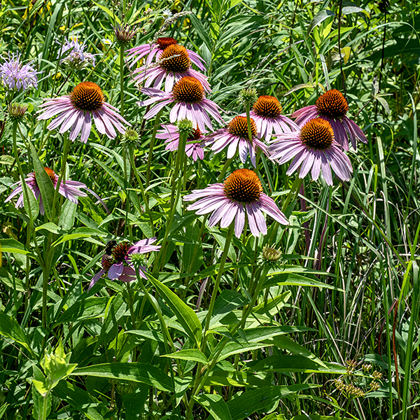 Purple coneflower produces stems up to 3.5' tall, usually unbranched. The flowerheads are solitary on the end of light green stems with purple streaks. The center of flowerhead is a flattened or (usually) peaked cone of numerous reddish-orange disc florets, deep red to purplish-brown in color. The 10-20 ray florets are initially spreading, but droop as they mature; they are pink to purple, elongate-oval, often with three notches at the tips of the petals. The leaves are lance-shaped, dark- or olive-green, up to 6' long and half as wide, usually with coarse marginal teeth and three or five main veins.