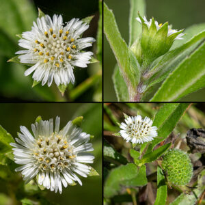 Yerba de tajo's flowerheads arise in groups of 1-3 from the leaf axils on short pedicels; individual flowerheads are 1/4-1/3" across with 8-16 triangular, green, basal bracts, numerous (20+) off-white, thin ray florets with a protruding style, and numerous (15+) light grey to cream disc florets with four tiny spreading lobes, and four protruding light brown anthers and a branching style. Ray flowers are pistillate; disc flowers have both stamens and pistils.