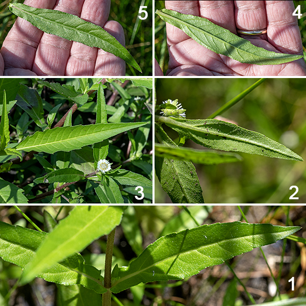 Yerba de tajo (aka, tattoo plant, false daisy) is a sprawling plant 1-2' long that prefers wet habitats. The leaves are most commonly opposite although some of the upper leaves may be alternate; they are about 5" long and 1" across, lance-shaped with a sharp tip, sessile, with scattered appressed hairs and a few small marginal teeth.