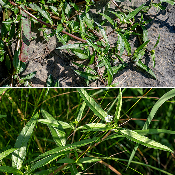 Yerba de tajo (aka, tattoo plant, false daisy) is a sprawling plant 1-2' long that prefers wet habitats. (It can even grow in shallow standing water.) The stems are reddish-purple, round in section, and show scattered whitish hairs appressed towards the tip of the stem; the stems branch occasionally. Yerba de tajo is native to North America and tropical to subtropical regions worldwide.