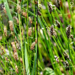 in common spike-rush, at the tip of the culm is a single spike, elongate-ovoid with a sharply pointed tip, up to about 1" long; 30-100 florets ( each with three stamens bearing dark yellow anthers and a split style) are spirally arranged around the spikelet, each protected by a pointed scale 3-5 mm long. The scales have a green to straw-colored midrib, reddish- or orange-brown flanks, and a translucent edge. The two lowest scales in the spike lack flowers. The lowest scale wraps less than 3/4 of the base; it is mostly green bordered by a brown band and a translucent, rounded edge and is more leathery than other scales.