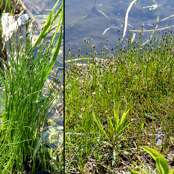 Common spike-rush is easy to overlook — it's a delicate, grass-like rush that forms colonies in wet areas. The culms are 1-3.5' tall and 0.5-5 mm in diamater; the interior is filled with spongy tissue. Each culm has 8-30 longitudinal ridges, most aparent when the culms dry. At the tip of the culm is a single spike. The leaves have lost their blades and are reduced to sheaths around the lower culm.