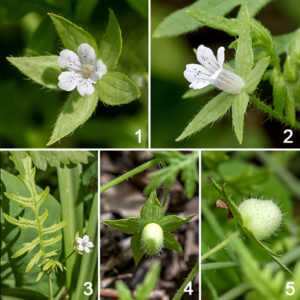 Aunt Lucy (Ellisia nyctelea) flowers arise from the leaf axils. The flowers are small and tubular (1/4" wide x 1/2" long); the five petallike lobes are white with purple lines or specks; the five stamens are hidden within the corolla, alternating with the corollar lobes and the style is divided for about half ts length; the sepals are hairy and as large as the petals. The fruit is a 1/4" long hairy, white body that looks like two spheres squashed together, resting on the sepals; it usually contains 4 seeds. This species is very common in late spring in open but shaded areas on Wooded Island. How it acquired the moniker "Aunt Lucy" is obscure.