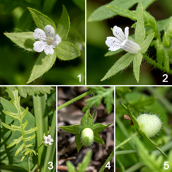 Aunt Lucy (Ellisia nyctelea) flowers arise from the leaf axils. The flowers are small and tubular (1/4" wide x 1/2" long); the five petallike lobes are white with purple lines or specks; the five stamens are hidden within the corolla, alternating with the corollar lobes and the style is divided for about half ts length; the sepals are hairy and as large as the petals. The fruit is a 1/4" long hairy, white body that looks like two spheres squashed together, resting on the sepals; it usually contains 4 seeds. This species is very common in late spring in open but shaded areas on Wooded Island. How it acquired the moniker "Aunt Lucy" is obscure.