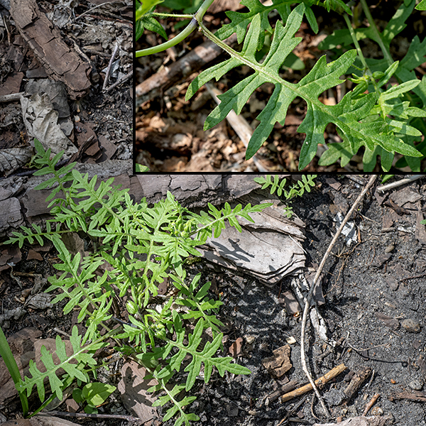 Aunt Lucy (Ellisia nyctelea) is the only species in its genus. It can be as large as 16" tall but, in Jackson Park, is usually 8-12" tall. The stems are thick (reminiscent of a succulent), pale--green to pale purple, and hairless except for widely scattered tufts of long white hairs. The lower leaves are opposite while the upper leaves are alternate; each leaf is up to 4" long and 1" across; the leaf blade is pinnatifid, usually deeply divided into 7-13 lobes and rather fernlike. Sometimes the lobes are so deep as to give the impression of a pinnate compound leaf with either alternate or opposite leaflets, each leaflet in turn with 3-5 deep lobes. Th eupper surface of the leaves is quite hairy.