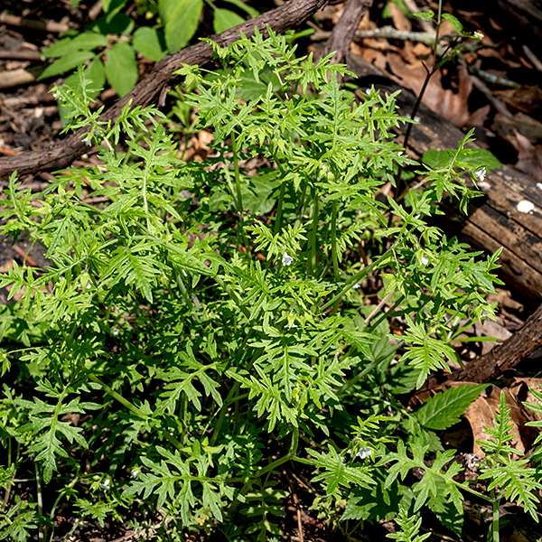 Aunt Lucy (Ellisia nyctelea) is the only species in its genus. It can be as large as 16" tall but, in Jackson Park, is usually 8-12" tall. The lower leaves are opposite while the upper leaves are alternate; each leaf is up to 4" long and 1" across; the leaf blade is pinnatifid, usually deeply divided into 7-13 lobes and rather fernlike. Sometimes the lobes are so deep as to give the impression of a pinnate compound leaf with either alternate or opposite leaflets, each leaflet in turn with 3-5 deep lobes. Flowers arise from the leaf axils. The flowers are small; often it's easier to find the characteristic leaves than the flowers. How it acquired the moniker "Aunt Lucy" is obscure.
