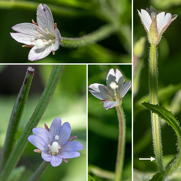 Cinnamon willowherb flowers are 1/4-1/3" across and arise from the axils of the upper leaves on 1/2" flower stalks, but the ovary of the flower is a hairy, elongate cylinder slightly wider than the flower stalk; the base of the sepals and petals (less than 1/4" long) may thus be elevated 1.5" above the leaf axil — a tiny flower on the tip of a long cylinder.  Above the elongated ovary are four green sepals (with pink or purple tints), four deeply-notched white or light pink petals, a stout pistil with a knobby end, and eight stamens, four long, four short. After fertilization, the ovary elongates to as much as 3" long, dries to a brown color, then splits into two or four segments to release tiny seeds suspended under a tuft of long light brown hairs.
