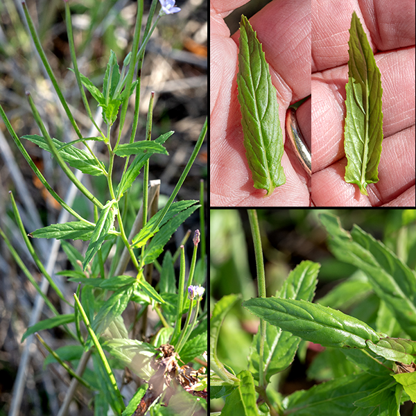 Cinnamon willowherb leaves are long and narrow (1.5-5" long, 1/4-3/4" across) lance-shaped with sharp teeth along the margins (4-8 teeth per cm; 10-20 per inch).