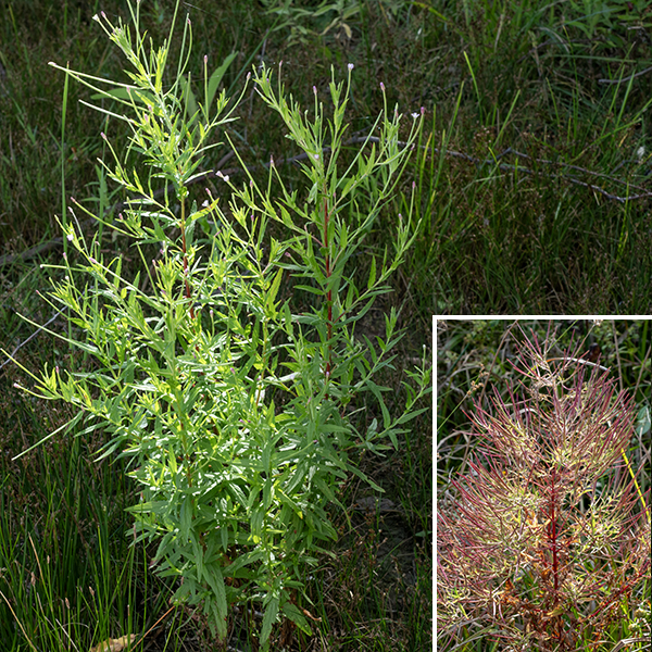 Cinnamon willowherb is a bushy plant with delicate branches that usually stands 1-4' tall; the stems may either be round or square. New growth tends to be hairy but loses the hairs with time. Leaves may either be oposite or alternate. Round or square? Hairy or not? Opposite or alternate?