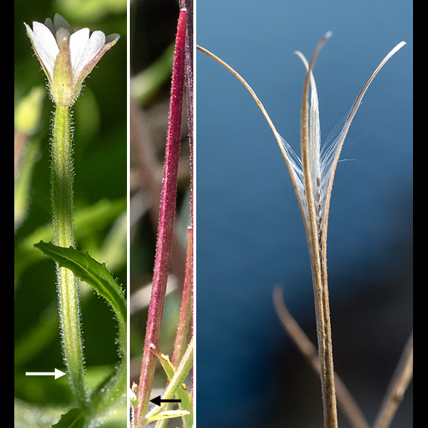 Cinnamon willowherb flowers are 1/4-1/3" across and arise from the axils of the upper leaves on 1/2" flower stalks, but the ovary of the flower is a hairy, elongate cylinder slightly wider than the flower stalk; the base of the sepals and petals (less than 1/4" long) may thus be elevated 1.5" above the leaf axil — a tiny flower on the tip of a long cylinder.  After fertilization, the ovary elongates to as much as 3" long, dries to a brown color, then splits into two or four segments to release tiny seeds suspended under a tuft of long light brown hairs.