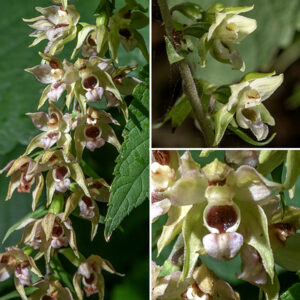 Broad-leaved helleborine's inflorescence is a 4-12" long raceme with 15-50 flowers, all on one side of the flower stalk. Individual flowers are 1/2-3/4" wide. The petals are greenish-purple with the lower petal forming a pale red bowl; behind the petals, the three sepals are pale green with purple stripes. (The sepals are as long as the petals, as are the bracts below the flowers' stalks.) The fruit is a hairy capsule ~1/2" long, and egg-shaped. Broad-leaved helleborine prefers woodlands.