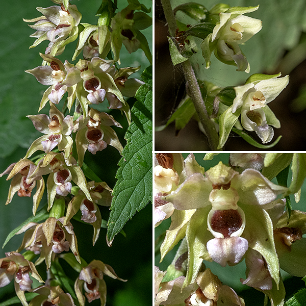 Broad-leaved helleborine's inflorescence is a 4-12" long raceme with 15-50 flowers, all on one side of the flower stalk. Individual flowers are 1/2-3/4" wide. The petals are greenish-purple with the lower petal forming a pale red bowl; behind the petals, the three sepals are pale green with purple stripes. (The sepals are as long as the petals, as are the bracts below the flowers' stalks.) The fruit is a hairy capsule ~1/2" long, and egg-shaped. Broad-leaved helleborine prefers woodlands.