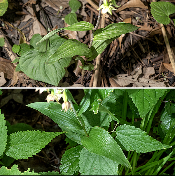 Broad-leaved helleborine leaves are alternate, spirally-arranged, oval or lance-shaped, about twice as long as wide (up to 6" long), with veins all parallel to leaf margins; the margins are smooth or with minute denticles, are hairless, and clasp the hairy stem.