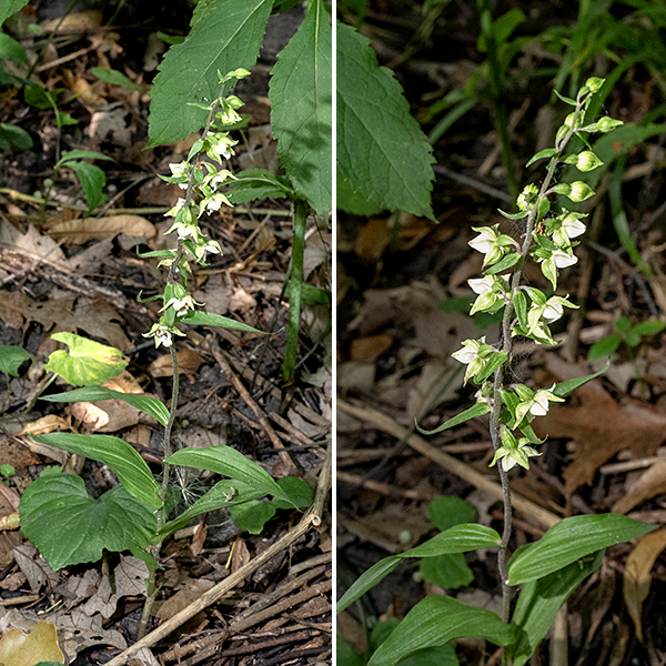 Broad-leaved helleborine is an invasive orchid, first recorded in New York in 1879.  Broad-leaved helleborine prefers woodlands.