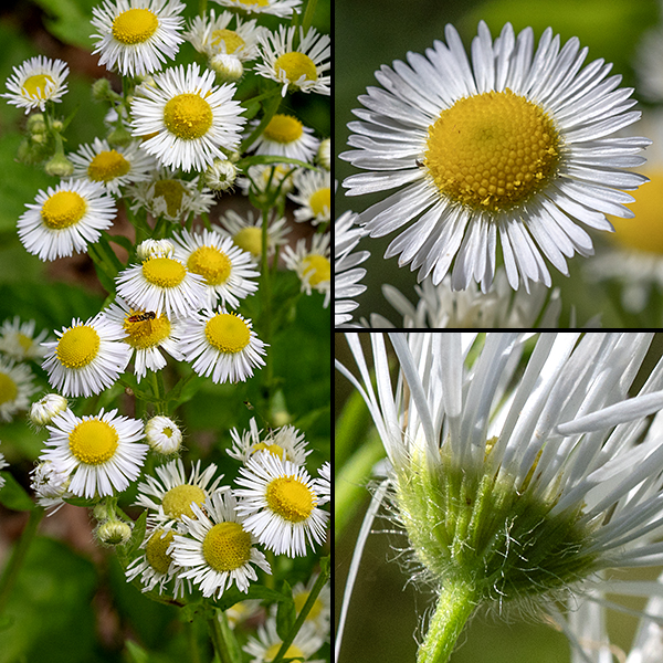 Annual fleabane flowers occur in clusters (panicles) in the upper parts of the plant, each 1/2-3/4" across. Disc florets are very small (2-3 mm) and golden yellow; the 50-120 ray florets appear very elongate (1/4-1/2") and narrow (~1-2 mm) and bright white in color. The back of the flower is covered with 2-4 rows of narrow, hairy bracts.