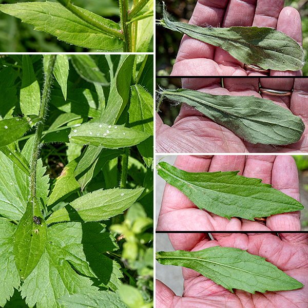 Annual fleabane leaves near the base are oval or lance-shaped, 3-5" long, often coarsely dentate/notched along their margins, with long petioles. In contrast, leaves near the top of the stem and branches are smaller (1/2-4" long), sessile, and almost always lance-shaped; if the margins are toothed, the teeth are few and restricted to the area near the leaf tip. Leaves throughout the length of the stem are alternate.