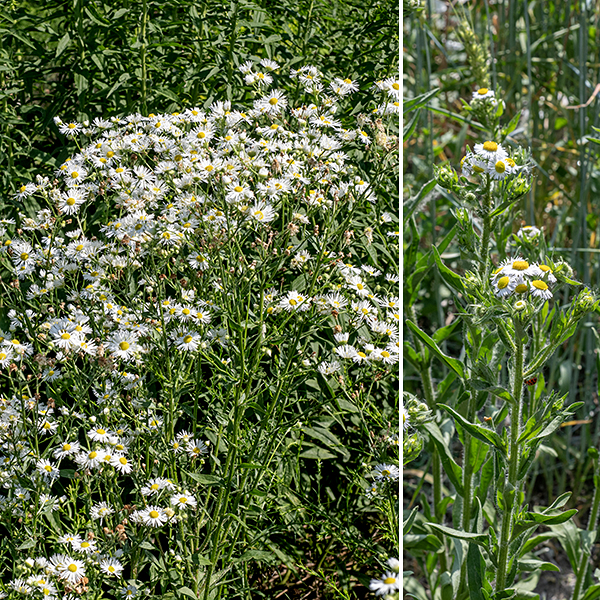 Annual fleabane produces stems up to 3.5' tall, branching in the upper regions of the stem. This is a plant that brings the word "sunny" to mind; annual fleabane is one of the first fleabanes to bloom each year..