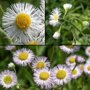 Philadelphia fleabane stems are usually unbranched except at the inflorescence, a panicle. Flowerheads are 1/2-3/4" across with 150-300 thin white ray florets, often pink or violet tipped, and densely packed around the 1/2" wide disc;  the disc florets are yellow, tubular, and 5-10 mm long. The base of the flowerhead is coved by 1-3 series of light green, appressed phyllaries.