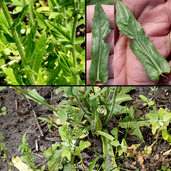 Philadelphia fleabane is a biennial that starts its second year as a rosette of basal leaves; the stem emerges from the middle of the rosette, which subsequently withers. Leaves are alternate, sparsely hairy, and clasp the stems (not true of any other fleabane in IL); they occur throughout the length of the stem. Lower leaves are spoon shaped with coarse, shallow, rounded teeth at the tips, up to 3.75" long and 1.25" across; upper leaves are oval, smaller, and toothless.