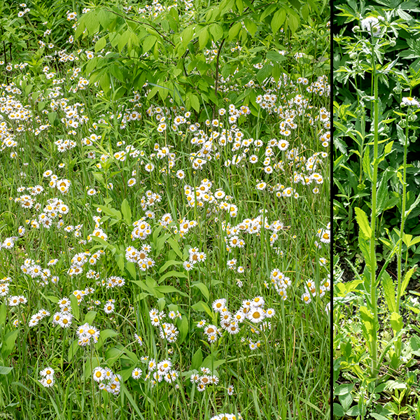 Philadelphia fleabane can be from 3/4-2.5' tall. It is a biennial that starts its second year as a rosette of basal leaves; the stem emerges from the middle of the rosette, which subsequently withers. The stems are green, with long spreading hairs, longitudinally grooved and usually unbranched except at the inflorescence.