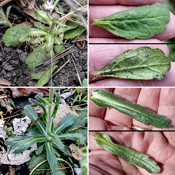 In Robin's plantain, the stem arises directly from the basal rosette of leves but, unlike other plants in this genus, the basal rosette persists. The basal leaves are pinnately veined, spatulate (widest towards the tip), ~5" long and 3" wide; the cauline (stem) leaves are similar but smaller and clasp the flower stem (like Philadelphia fleabane but much hairier). Basal leaves, stem leaves, stems, and flower stalks are all very hairy. After flowering, the stalk withers but the basal rosette persists to produce another stem and flowerheads the following year; Robin's plantain is a perennial. This is the only fleabane that has a basal rosette of leaves when stems are present, it has larger flowers than other fleabanes, and it is MUCH hairier.
