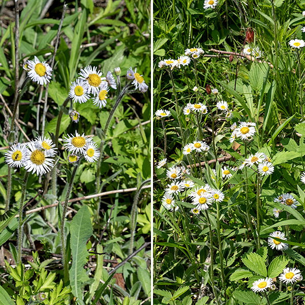 Robin's plantain (aka, robin fleabane) is not a plantain at all, although it does have a basal rosette of leaves; this plant is related to the fleabanes. After flowering, the stalk withers but the basal rosette persists to produce another stem and flowerheads the following year; Robin's plantain is a perennial. This is the only fleabane that has a basal rosette of leaves when stems are present, it has larger flowers than other fleabanes, and it is MUCH hairier.