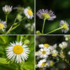 Daisy fleabane flowerheads are 1/2-3/4" across with 40-100 thin white or pink-tinged ray florets 4-7 mm long, usually shorter than the disc diameter and numerous yellow disc florets. The disc florets are tiny (1.5-2.5 mm), yellow, and tubular with five lobes on the apical end; there are five stamens and a single, bifurcated style. Around the base of the flowerhead are 2-4 rows of light green, 3 mm long phyllaries often covered with short hairs. Daisy fleabane is similar to Philadelphia fleabane (Erigeron philadelphicus), but the latter has larger flowers with more (150-300) ray florets and leaves that clasp the stems.